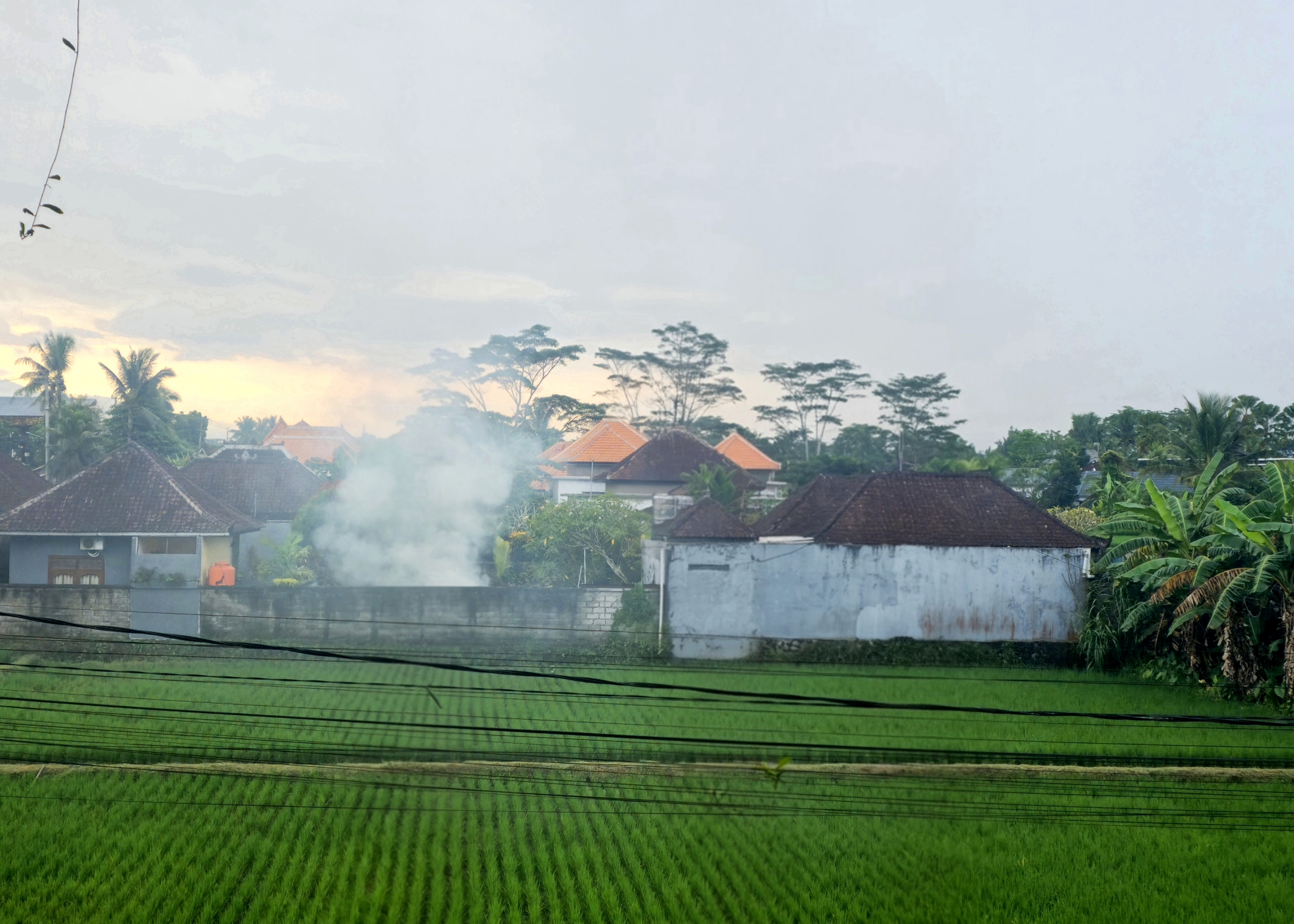 Smoke rising from behind a compound wall in a Balinese village, rice fields green in the foreground, evening light, April 2026