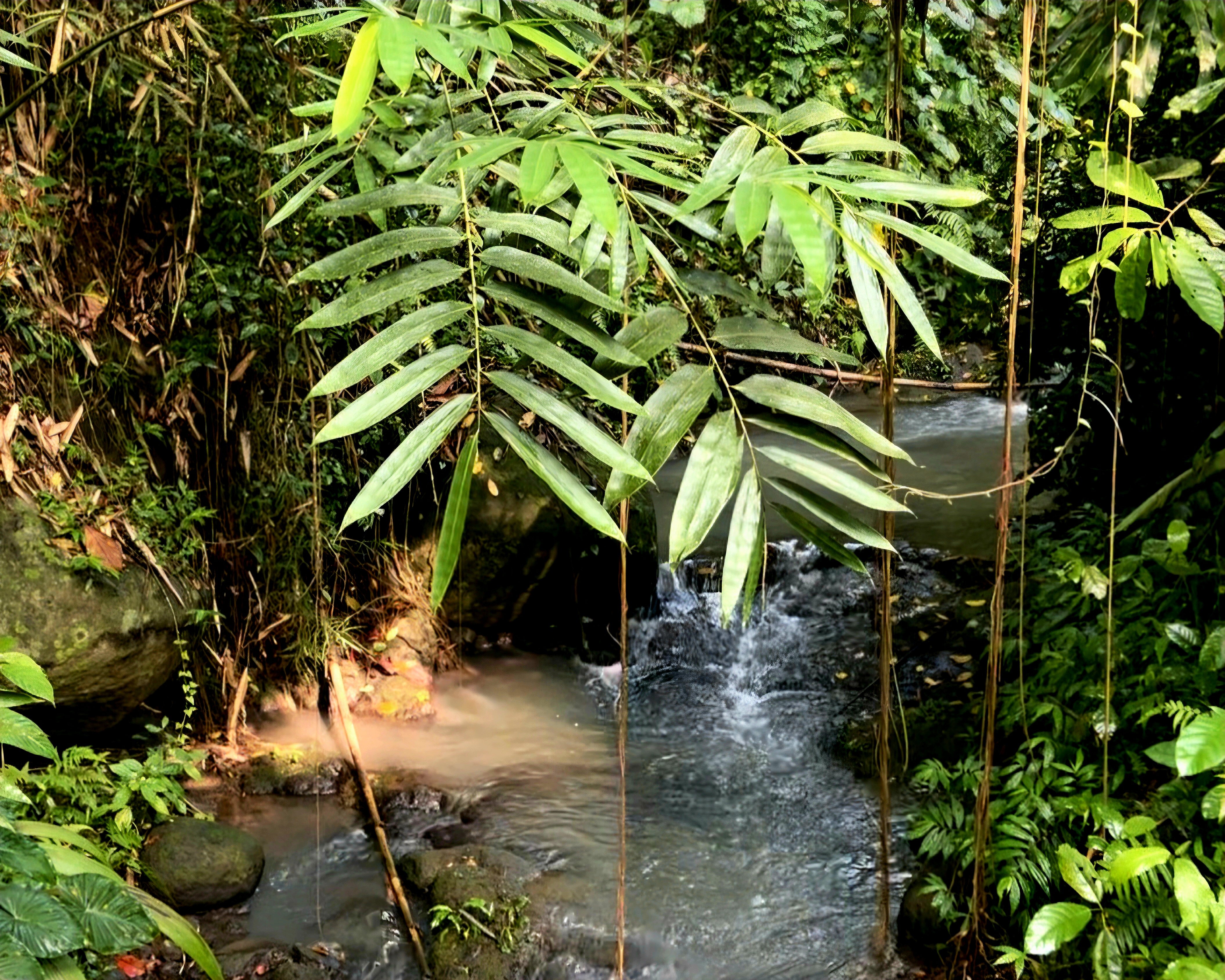 A clear river running through dense tropical vegetation in Indonesia, bamboo leaves hanging over the water